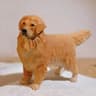 Hand-Carved Wooden Golden Retriever Figurine