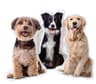Custom Pet Photo Pillow
