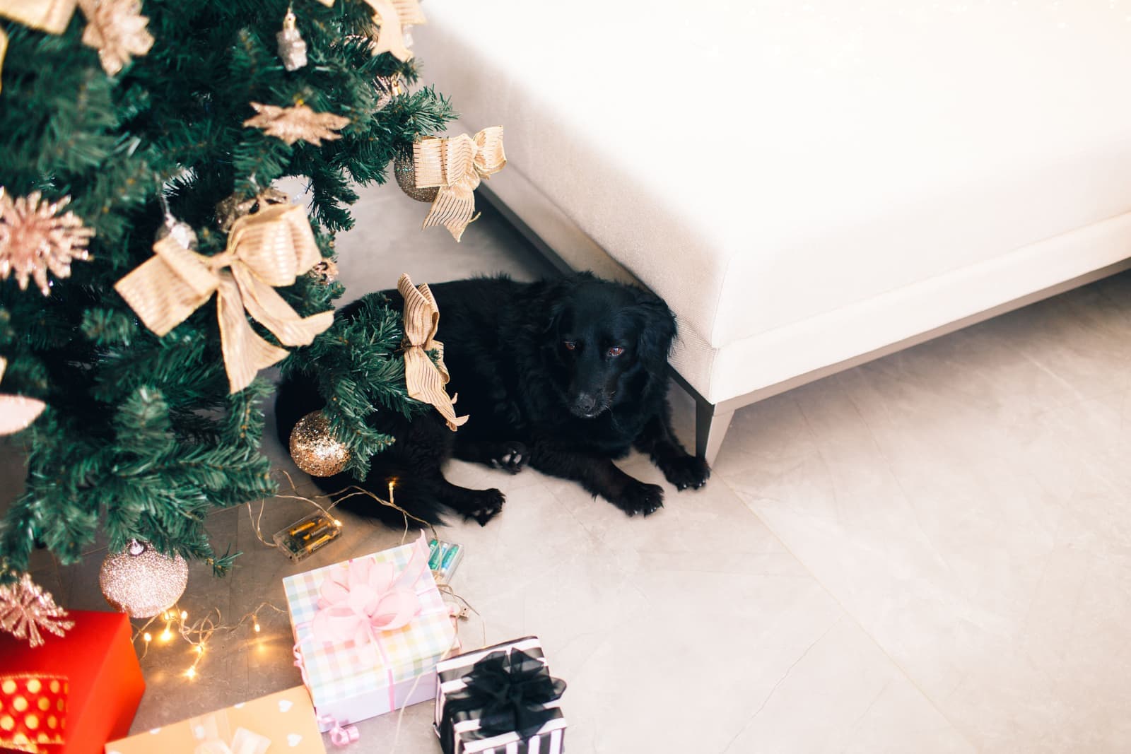 A dog beside a small pile of wrapped holiday presents